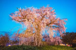 Weinender Kirschbaum im Maruyama Park in Kyoto, Japan foto