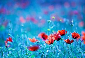 Mohn Blume Feld beim Nacht foto