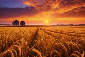 ein golden Weizen Feld im das Landschaft beim Sonnenuntergang foto