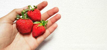 Hand halten rot Erdbeeren im das Weiß Hintergrund foto