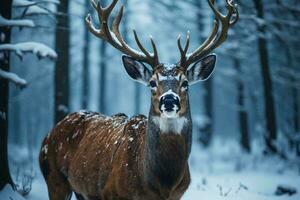 ein süß Hirsch steht anmutig und sieht aus direkt beim das Kamera foto