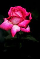 Rosa Blume, Rosa Rose, Rose Bild foto