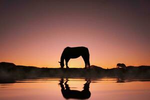 Pferd Silhouette reflektiert im das Wasser und schön Sonnenuntergang Hintergrund foto