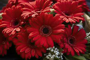 schön rot Gerbera Blumen Strauß Nahaufnahme. Blumen- Hintergrund. foto