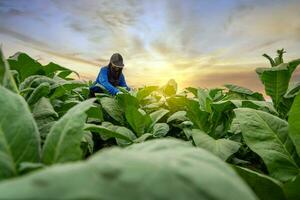 Landwirtschaft, weiblich Bauern Pflege zum Tabak Pflanzen beim Tabak Plantage. foto