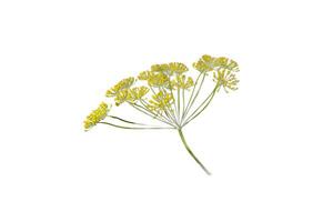 Dill Regenschirm Blume Pflanze Dill, isoliert auf Weiß foto