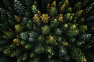 von oben nach unten Overhead Aussicht von ein Wald mit gemischt Bäume ai generativ foto