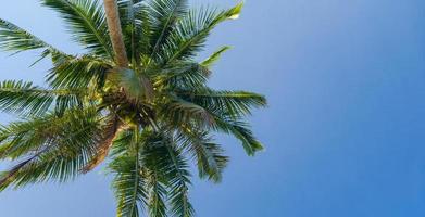 schöne Kokospalme unter blauem Himmel am tropischen Strand und Meer foto