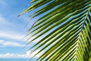 schöne Kokospalme unter blauem Himmel am tropischen Strand und Meer foto