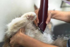 Katzenpflege, Groomer schneidet Katzenhaare im Schönheitssalon für Hunde und Katzen