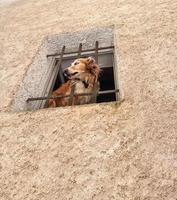 neugieriger Hund schaut aus dem Fenster foto