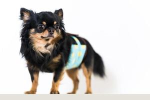 süßer Chihuahua-Hund isoliert auf weißem Hintergrund foto