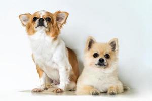süße zwei Chihuahua-Hunde auf weißem Hintergrund