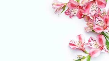 schön Alstroemeria Blumen auf Weiß Hintergrund foto