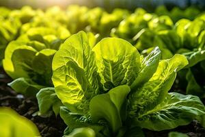 reichlich Grüner Salat Feld - - ein Landwirte Stolz - - generativ ai foto