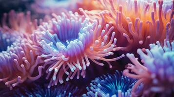 Anemone Aktinie Textur unter Wasser Riff Meer Koralle foto