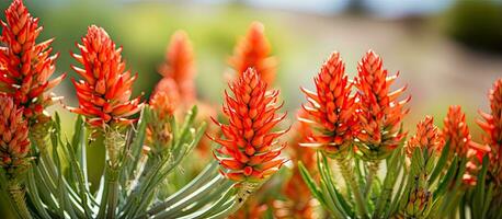 Aloe Baumpflege hat zäh Blätter und können überleben im trocken Regionen foto