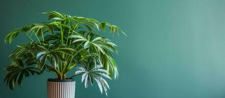 Thaumatophyllum bipinnatifidum ist ein Beliebt Zimmerpflanze mit geteilt Laub foto