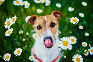 süß Hund Porträt auf Sommer- Wiese mit Grün Gras foto