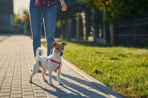 Hund Spaziergänge beim Sommer- Stadt Straße foto