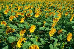 Sonnenblumen Feld beim Sommer- Tag foto