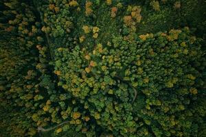 oben Aussicht von Herbst Wald mit farbig Bäume foto