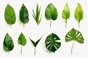 natürlich von tropisch Grün Blätter von Blatt isoliert auf Weiß Hintergrund, variiert anders von Pflanze botanisch, mit generativ ai. foto