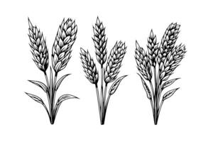 einstellen von Weizen Brot Ohren Müsli Ernte skizzieren Gravur Stil Vektor Illustration. foto