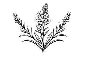 Blumen- botanisch Lavendel Blume Hand gezeichnet Tinte skizzieren. Vektor Gravur Illustration. foto