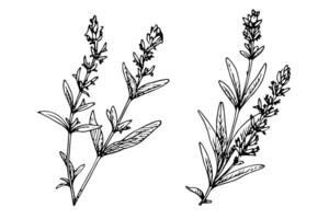 Blumen- botanisch Lavendel Blume Hand gezeichnet Tinte skizzieren. Vektor Gravur Illustration. foto