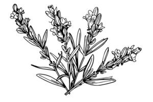 Blumen- botanisch Lavendel Blume Hand gezeichnet Tinte skizzieren. Vektor Gravur Illustration. foto