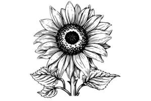 Vektor Gravur Stil Zeichnung Vektor Illustration von Sonnenblume. Tinte skizzieren. foto