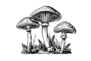 fliegen Agaric oder Amanita Pilze Gruppe wachsend im Gras Gravur Stil. Vektor Illustration. foto