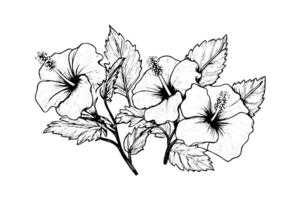 Hibiskus Blumen im ein Jahrgang Holzschnitt graviert Radierung Stil. Vektor Illustration. foto