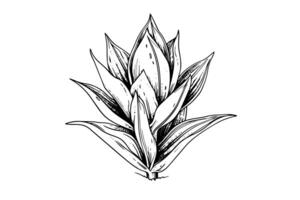 Blau Agave Tinte skizzieren. Tequila Zutat Vektor Zeichnung. Gravur Illustration von Mexikaner Pflanze. foto
