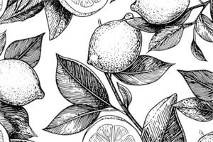 Hand gezeichnet Tinte skizzieren Vektor Illustration von Zitrone. Zitrusfrüchte im Gravur Stil Vektor Illustration. foto