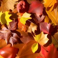 Herbst orange, Blätter fallen zufällig Hintergrund, Blatt abstrakt Element draussen foto