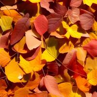 Herbst orange, Blätter fallen zufällig Hintergrund, Blatt abstrakt Element draussen foto