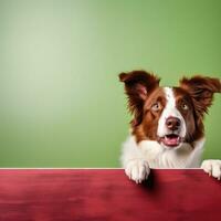 Porträt von ein süß Rand Collie Hündchen suchen um das Ecke von ein Limette Grün leeren Planke, ai generiert foto