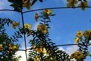 schließen hoch, Foto von schön Blume, natürlich