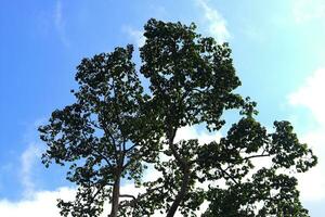 Himmel und Baum Foto