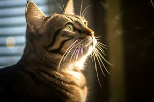 ein Katze suchen oben beim das Sonne durch das Fenster generativ ai foto