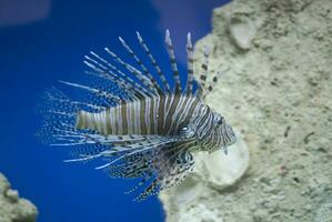 groß Salzwasser Steinfisch Fisch auf ein Blau Hintergrund im das Aquarium foto