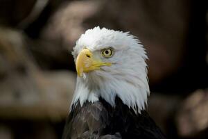 ein Porträt von ein Vogel von Beute amerikanisch Adler auf ein neutral Beige Hintergrund foto