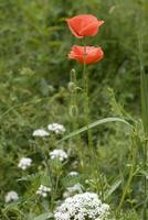 rot zart Sommer- Mohn auf Grün Wiese Hintergrund foto