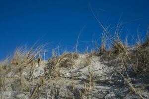 wild trocken Gras wachsend auf ein Düne im das Küsten Gürtel gegen das Blau Himmel foto