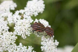 wenig Schwarz Rot Insekt auf ein Weiß Blume im ein Sommer- Grün Wiese foto