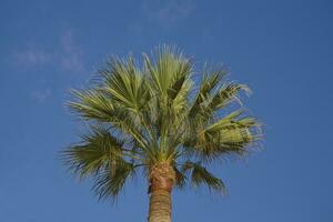 friedlich idyllisch Hintergrund mit Blau Himmel und Grün Palme Blätter foto