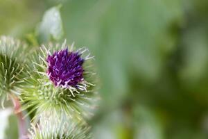 Sommer- lila Distel Blume unter Grün im ein wild Wiese, foto