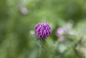 lila Sommer- Distel Blume auf ein Grün Wiese Hintergrund auf ein warm Tag mit Nahaufnahmen foto